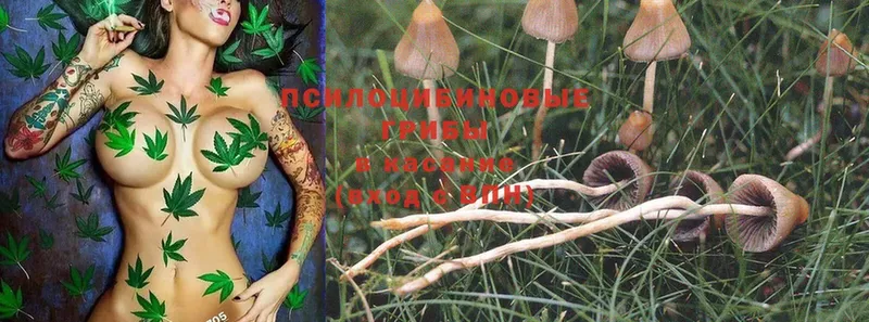 Псилоцибиновые грибы Psilocybine cubensis  Красноармейск 